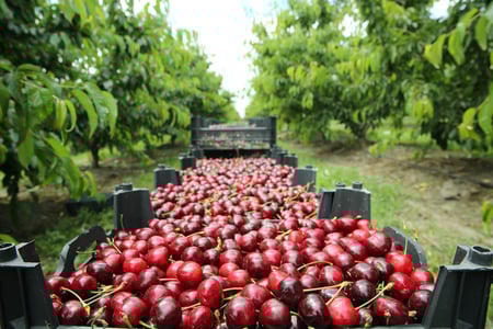 Cherries on truck