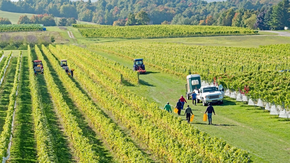 The Effect of Labor Laws On Farm Labor Costs