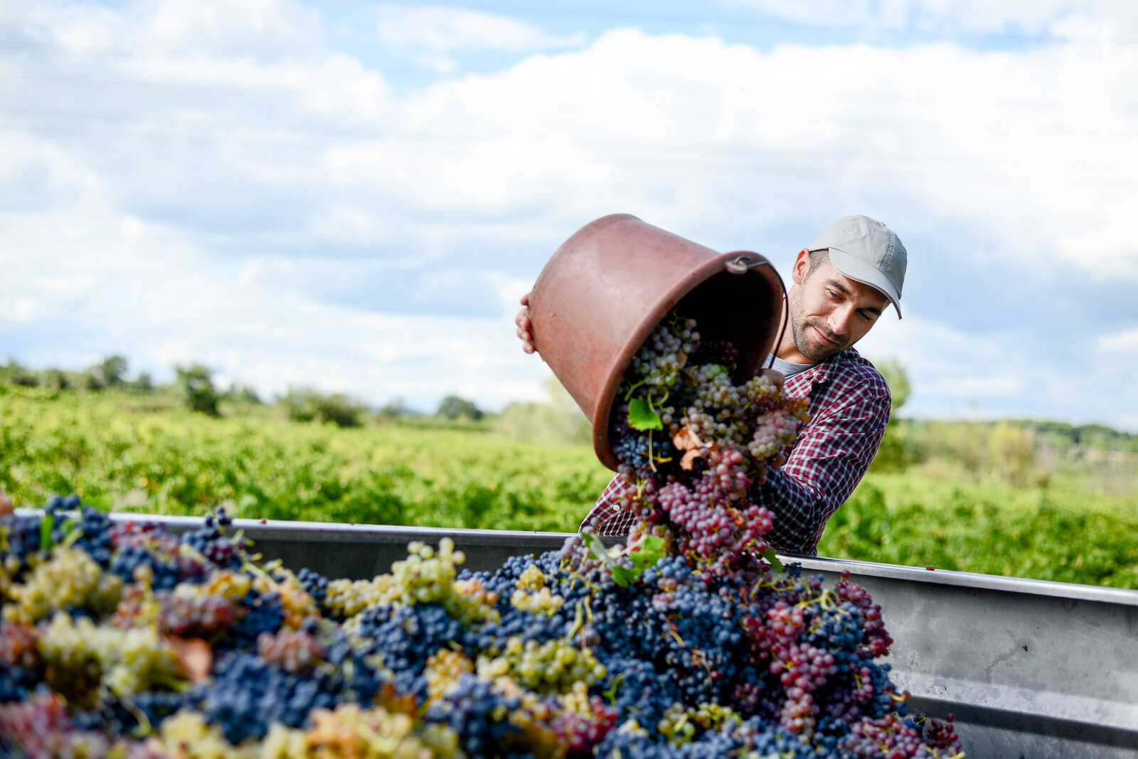 young man winemaker in his vineyard during wine harvest emptying a grape bucket in tractor trailer