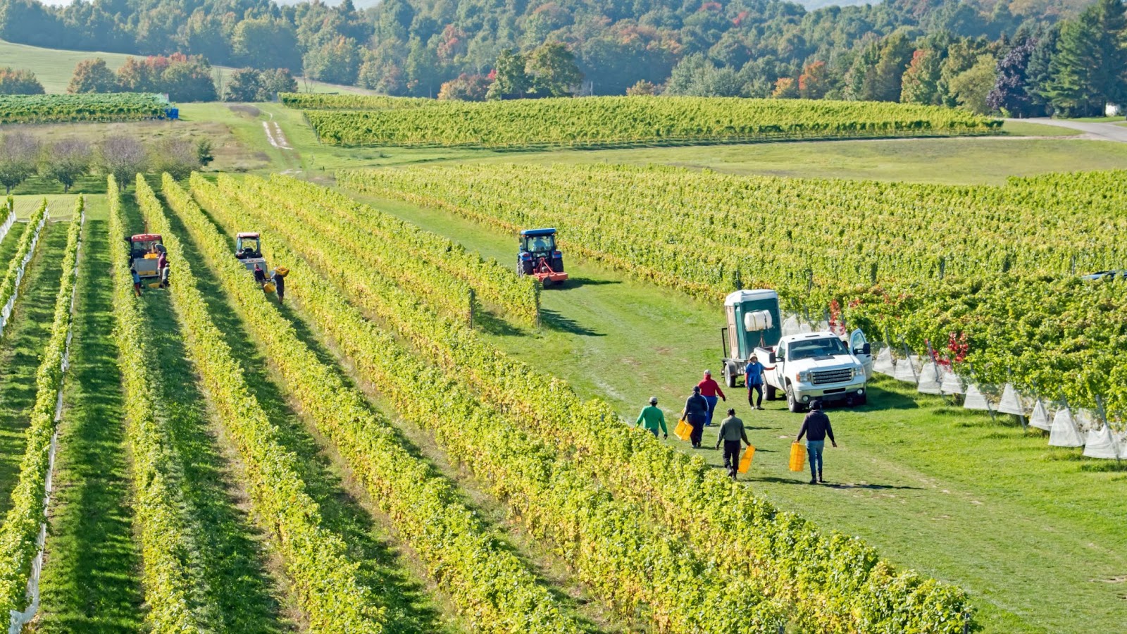 Large farming operation in the field with multiple work teams in peak harvest season 