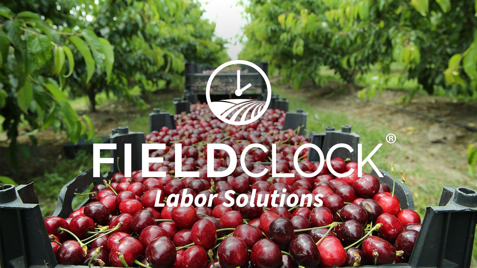 FieldClock Labor Solutions started with cherries but has expanded to service farmers of all crops