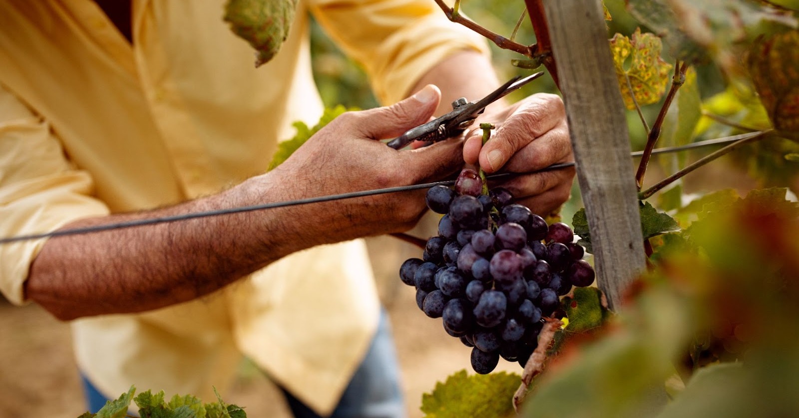 Farmer harvesting grapes during harvest season on profitable vineyard 