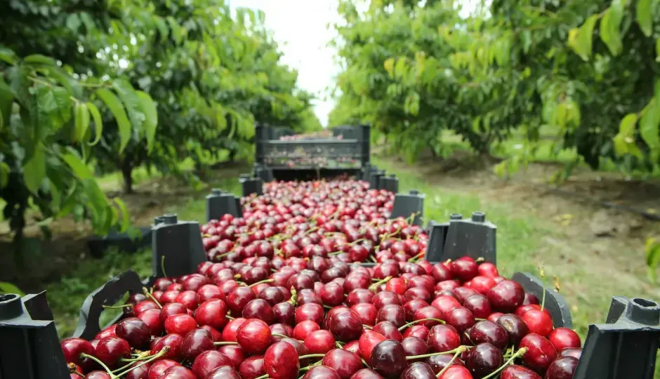 Whether you have apples or oranges, FieldClock is the answer for managing your farm labor workforce