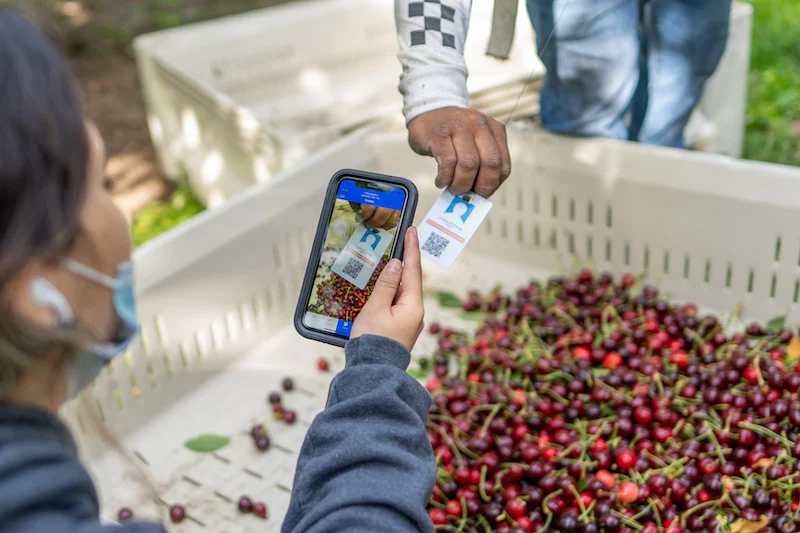 FieldClock Ticketer scanning cherry production