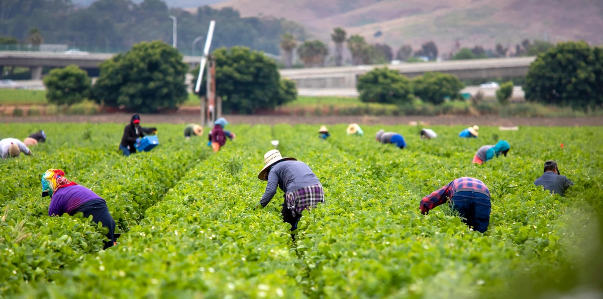 Strawberry Harvest