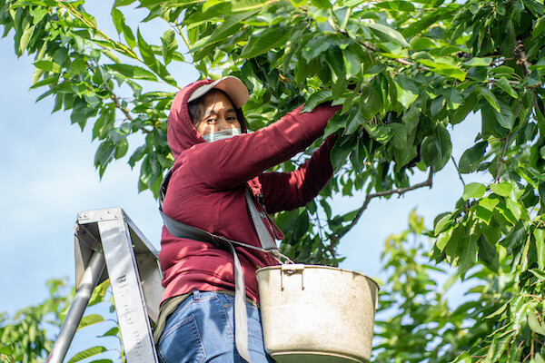 FieldClock Ticketer scanning cherry production